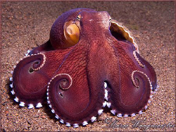 Coconut or Veined Octopus (Amphioctopus marginatus) with ... by Marco Waagmeester 